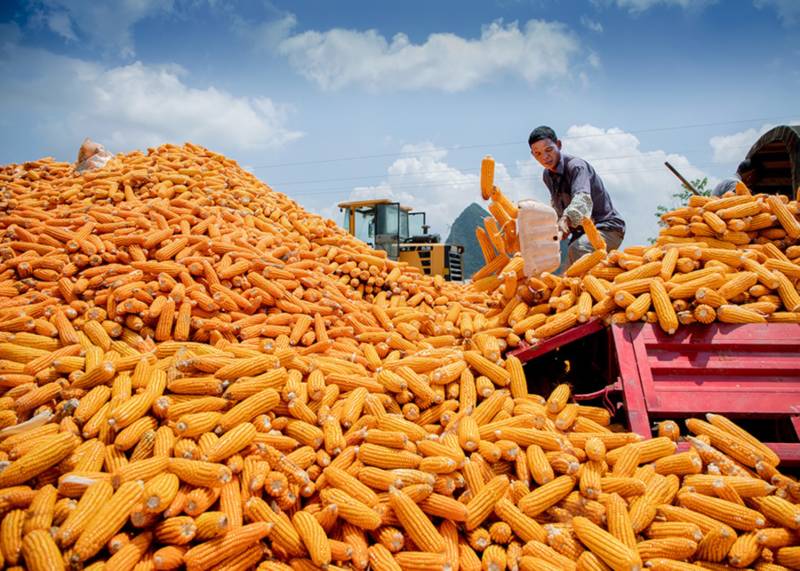 寫在世界糧食日和全國(guó)糧食安全宣傳周之際:在更高層次上保障國(guó)家糧食安全