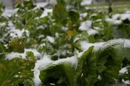 低溫雨雪天氣到來 中牟縣發(fā)布冬春蔬菜生產指導意見