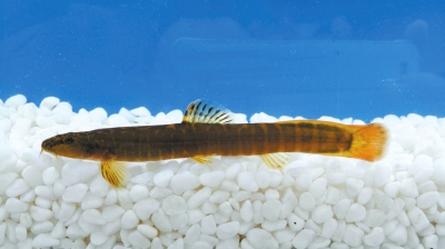 新發(fā)現(xiàn)的“河南魚”來了 穿“淡黃長(zhǎng)裙”的它有啥秘密