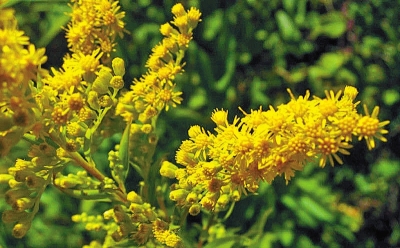 河南排查、處理數(shù)萬株“加拿大一枝黃花” 我省這種花還處萌芽期 不必恐慌