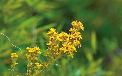 河南排查、處理數(shù)萬株“加拿大一枝黃花” 我省這種花還處萌芽期 不必恐慌