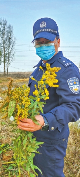 河南排查、處理數(shù)萬株“加拿大一枝黃花” 我省這種花還處萌芽期 不必恐慌