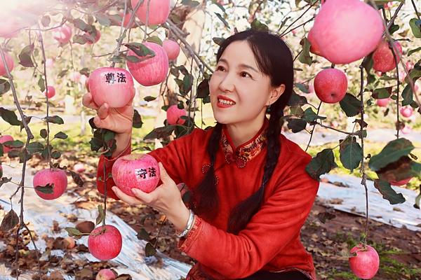 三門峽的蘋果紅了！今年產(chǎn)量約19.7億公斤