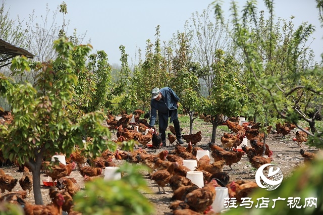 駐馬店驛城區(qū)：多產(chǎn)穩(wěn)增收 拓展致富路