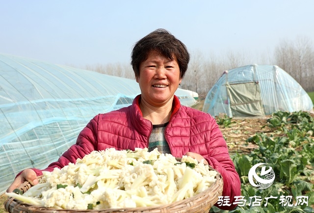 駐馬店驛城區(qū)：多產(chǎn)穩(wěn)增收 拓展致富路