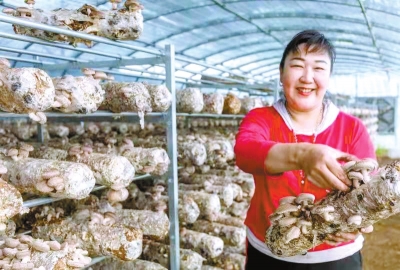 魯山縣 壓茬推進保碩果 蹄疾步穩(wěn)促振興