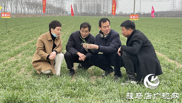駐馬店市農(nóng)業(yè)農(nóng)村局：加強春季麥田管理 助力夏糧豐收