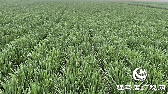 當(dāng)日預(yù)訂三萬畝地！六豐農(nóng)業(yè)百農(nóng)607觀摩訂貨會火爆收官