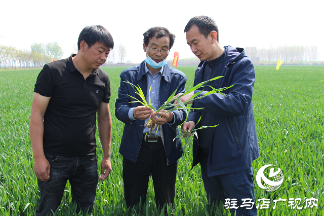 駐馬店市農(nóng)技植保站：加強小麥中后期管理 確保夏糧豐收