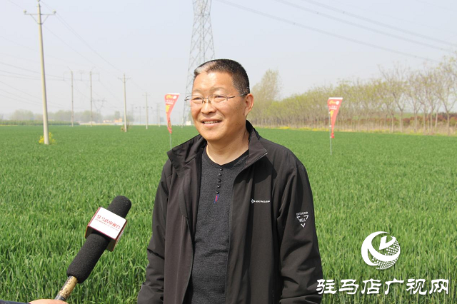 駐馬店市農(nóng)技植保站：加強小麥中后期管理 確保夏糧豐收