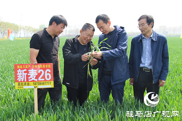 駐馬店市農(nóng)技植保站：加強小麥中后期管理 確保夏糧豐收