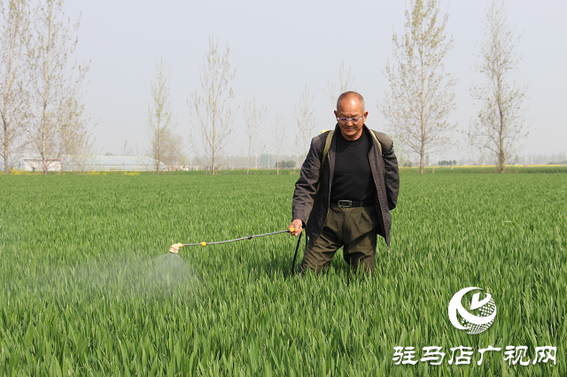 駐馬店市農(nóng)技植保站：加強小麥中后期管理 確保夏糧豐收
