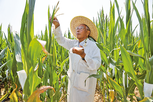 種業(yè)知識(shí)產(chǎn)權(quán)保護(hù)再出實(shí)招