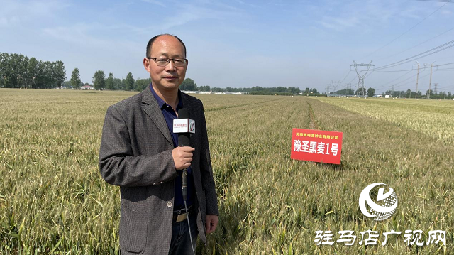噸源種業(yè)黑色小麥觀(guān)摩會(huì)成功召開(kāi)