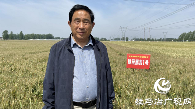 噸源種業(yè)黑色小麥觀(guān)摩會(huì)成功召開(kāi)