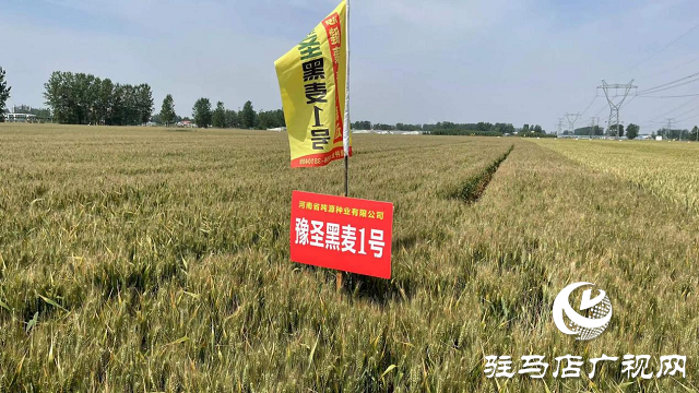 噸源種業(yè)黑色小麥觀(guān)摩會(huì)成功召開(kāi)