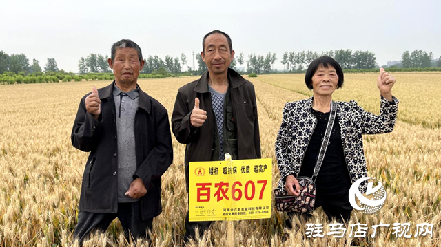  百農(nóng)607火了！田間地頭掀起“觀摩搶購風”