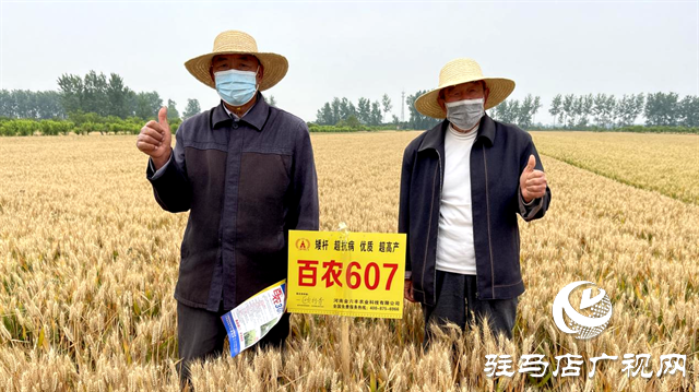  百農(nóng)607火了！田間地頭掀起“觀摩搶購風”