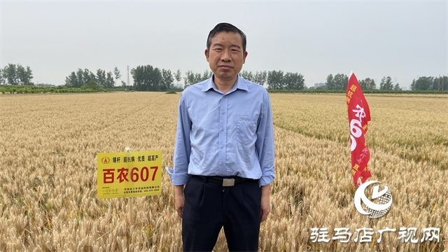  百農(nóng)607火了！田間地頭掀起“觀摩搶購風”