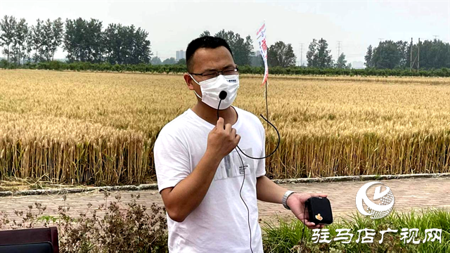  百農(nóng)607火了！田間地頭掀起“觀摩搶購風”