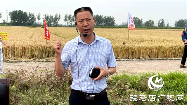  百農(nóng)607火了！田間地頭掀起“觀摩搶購(gòu)風(fēng)”