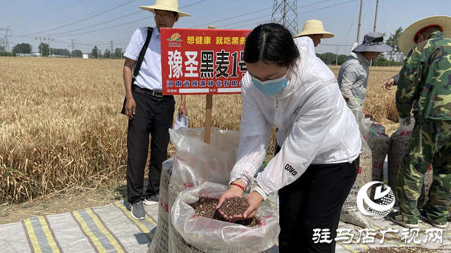 噸源種業(yè)黑小麥：實產(chǎn)驗收 見證1188.82斤畝豐產(chǎn)時刻！