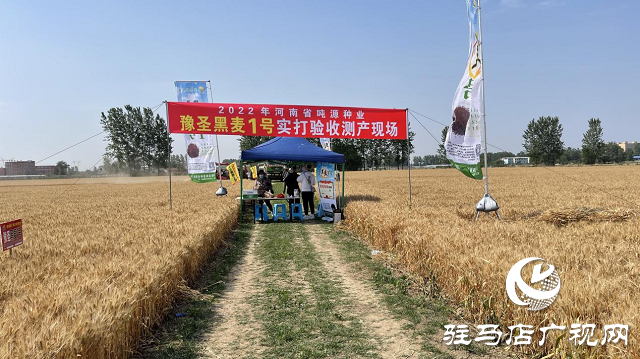 噸源種業(yè)黑小麥：實產(chǎn)驗收 見證1188.82斤畝豐產(chǎn)時刻！