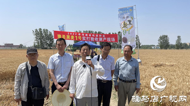 噸源種業(yè)黑小麥：實產(chǎn)驗收 見證1188.82斤畝豐產(chǎn)時刻！