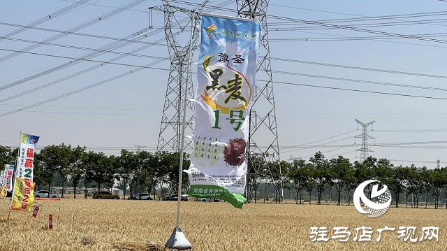 噸源種業(yè)黑小麥：實產(chǎn)驗收 見證1188.82斤畝豐產(chǎn)時刻！