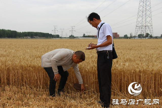 噸源種業(yè)黑小麥：實產(chǎn)驗收 見證1188.82斤畝豐產(chǎn)時刻！
