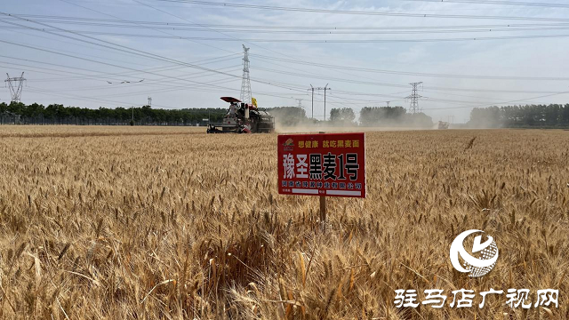 噸源種業(yè)黑小麥：實產(chǎn)驗收 見證1188.82斤畝豐產(chǎn)時刻！