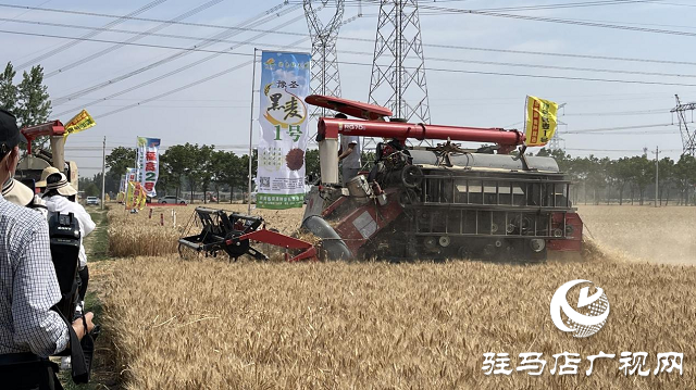 噸源種業(yè)黑小麥：實產(chǎn)驗收 見證1188.82斤畝豐產(chǎn)時刻！