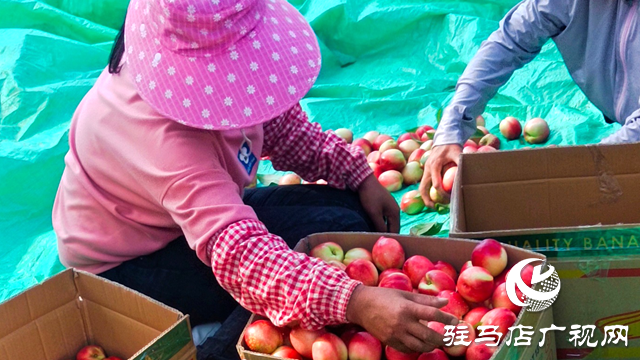 泌陽(yáng)縣黃山口鄉(xiāng)：崗上油桃紅似火，幸福生活比蜜甜
