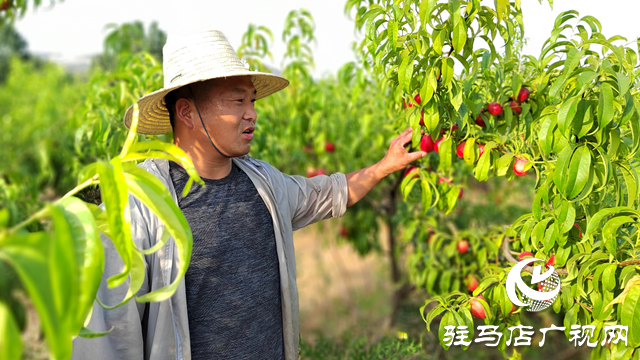 泌陽(yáng)縣黃山口鄉(xiāng)：崗上油桃紅似火，幸福生活比蜜甜