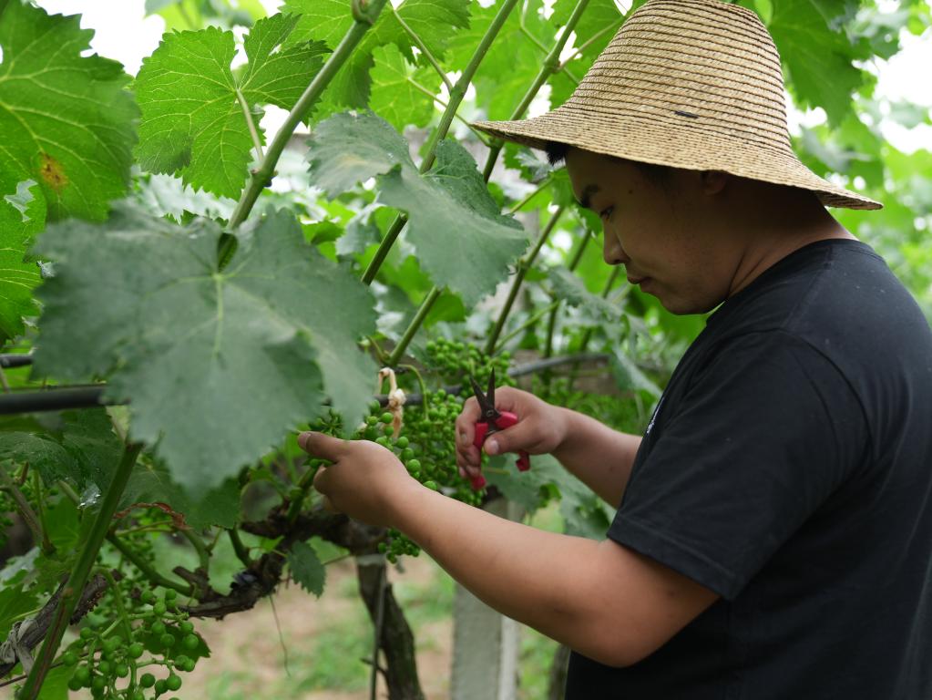 奮進(jìn)新征程 建功新時(shí)代·我們的新時(shí)代丨秦嶺腳下，“95后”新農(nóng)人播撒新希望
