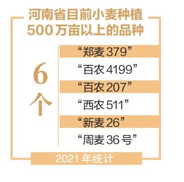 河南小麥育種簡史：在孕育中迭代在迭代中收獲