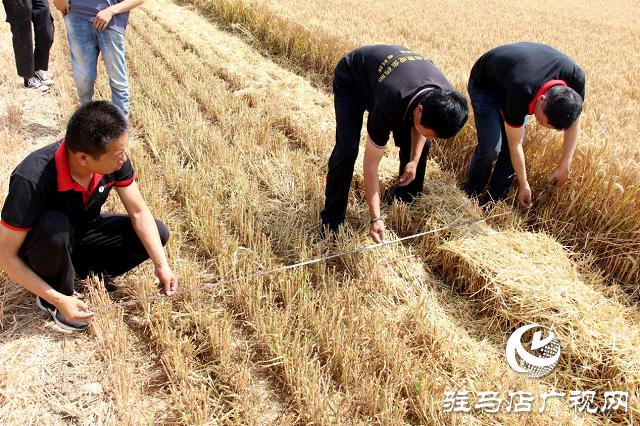  【見證高產(chǎn)奇跡】：河南撒成金藥肥 豐收現(xiàn)場顯神威