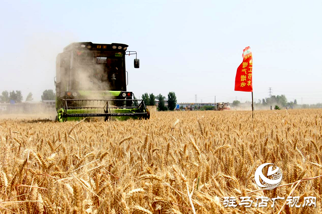  【見證高產(chǎn)奇跡】：河南撒成金藥肥 豐收現(xiàn)場顯神威