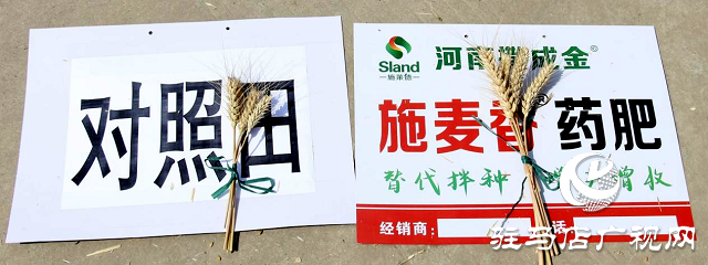  【見證高產(chǎn)奇跡】：河南撒成金藥肥 豐收現(xiàn)場顯神威