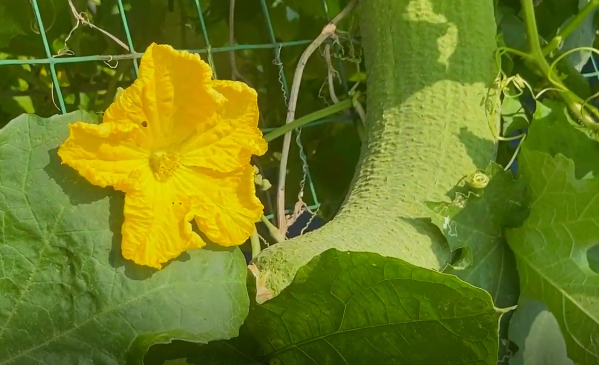 處暑話農耕：處暑至 秋意涼 準備好和夏天說再見了嗎？