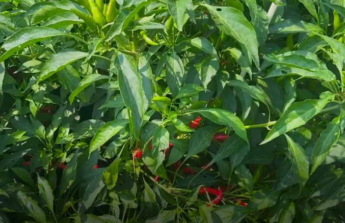 處暑話農耕：處暑至 秋意涼 準備好和夏天說再見了嗎？