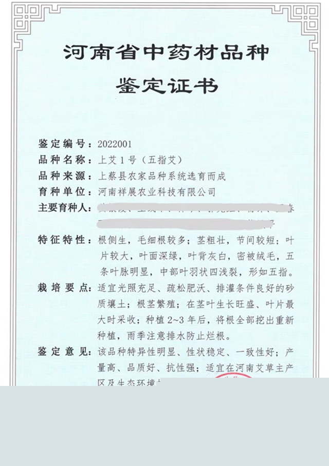 上蔡縣：艾草之花開(kāi)出“雙喜臨門”