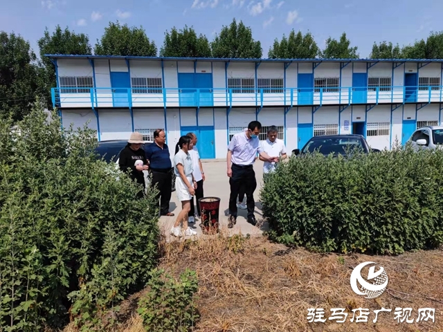 上蔡縣：艾草之花開(kāi)出“雙喜臨門”