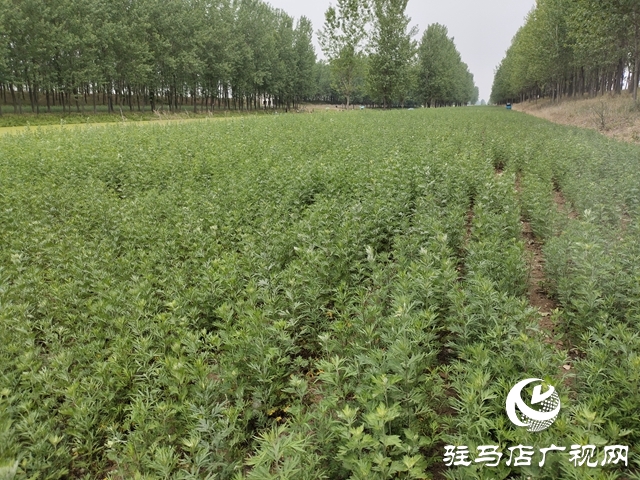 上蔡縣：艾草之花開(kāi)出“雙喜臨門”