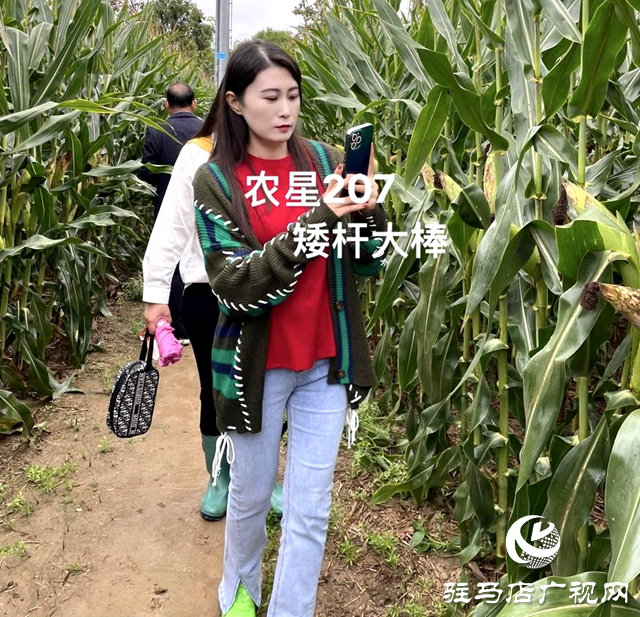 噸源種業(yè)農(nóng)星207玉米觀摩會(huì)成功召開(kāi)
