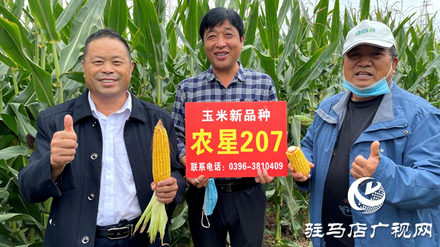 噸源種業(yè)農(nóng)星207玉米觀摩會(huì)成功召開(kāi)