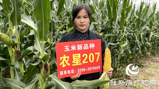 噸源種業(yè)農(nóng)星207玉米觀摩會(huì)成功召開(kāi)