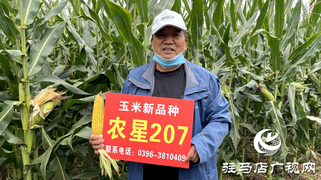 噸源種業(yè)農(nóng)星207玉米觀摩會(huì)成功召開(kāi)