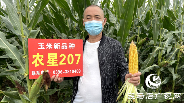 噸源種業(yè)農(nóng)星207玉米觀摩會(huì)成功召開(kāi)