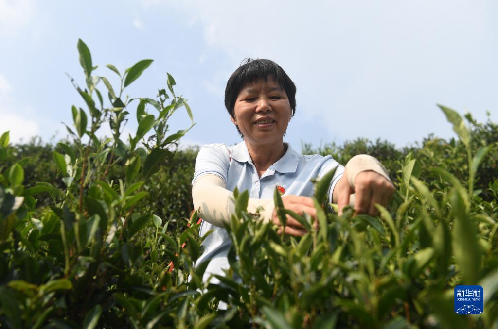 二十大代表風采丨祝雪蘭：茶香氤氳蘊初心